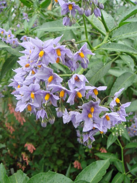 Solanum crispum 'Glasnevin'